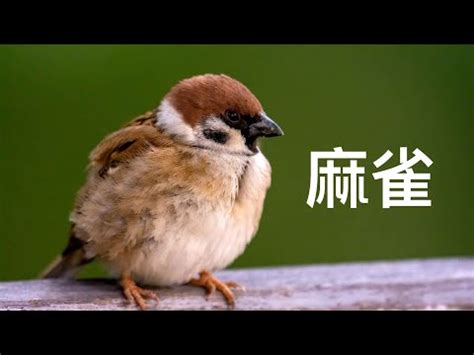 自來麻雀|【自來麻雀】自來麻雀飛進屋，預示著什麼吉凶禍福？